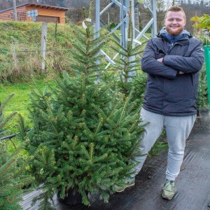 Smrek pichľavý (Picea pungens) – výška 110-140 cm, kont. C10L